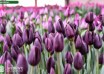 Tulipa Café Noir (2)